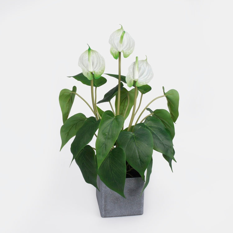 Valge antuuriumi kunsttaim potis 42 cm - Kunstlilled