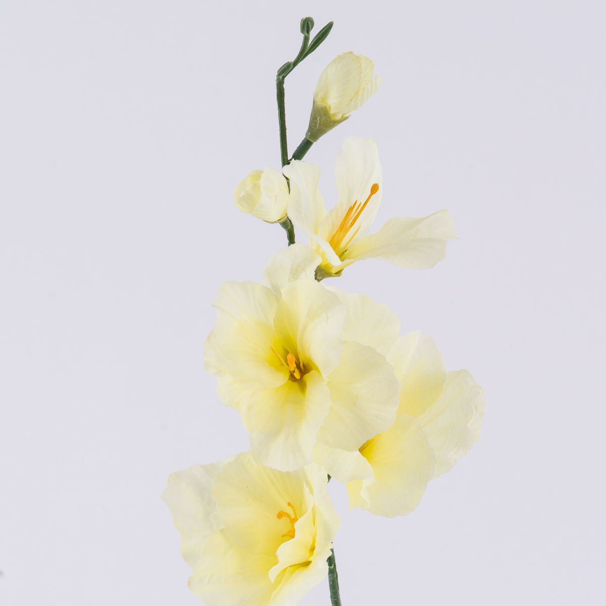 Gladiolus – tekokukka, 12 kpl