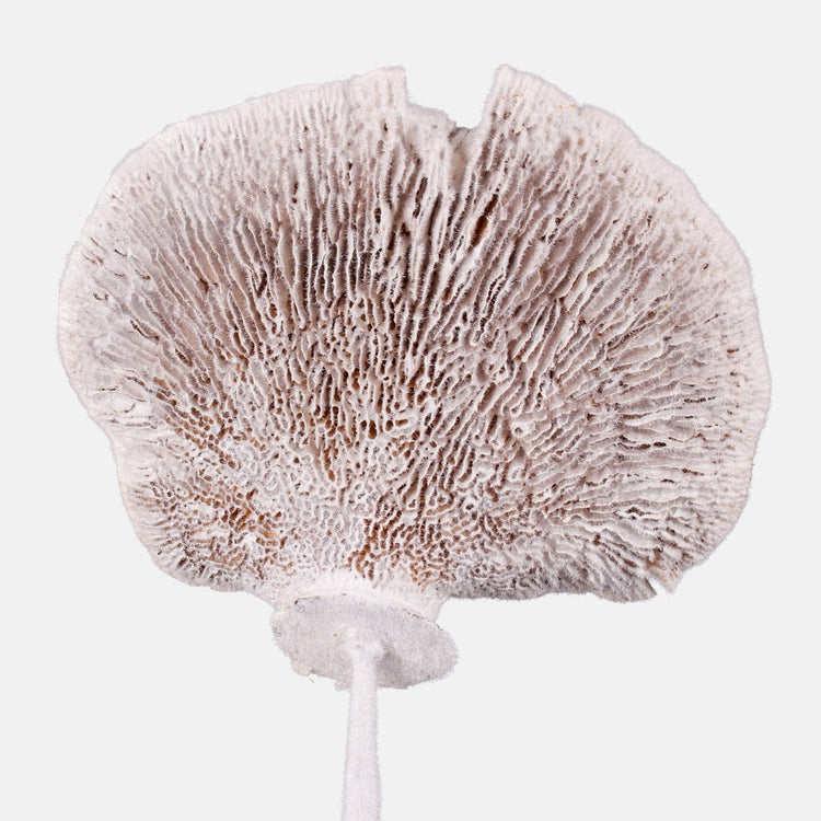 Kuivatatud käsn valge 6 tk 50–56 cm - Kunstlilled