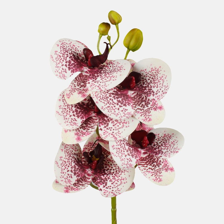 Valge-burgundia orhidee kunstlill 70 cm - Kunstlilled