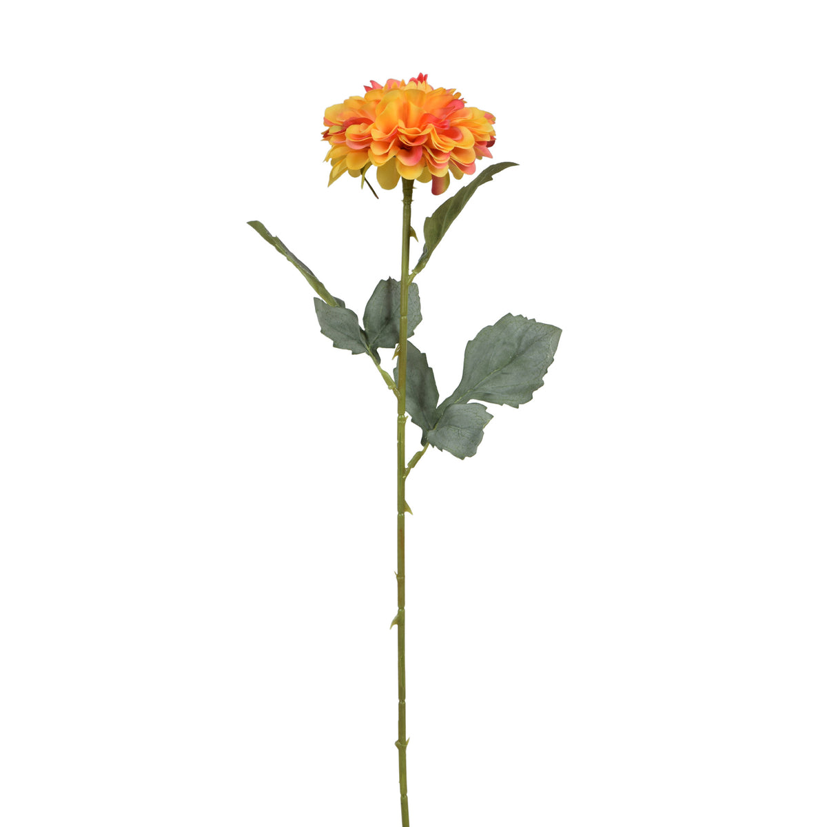Tekodaalian kukkavarsi, 50 cm
