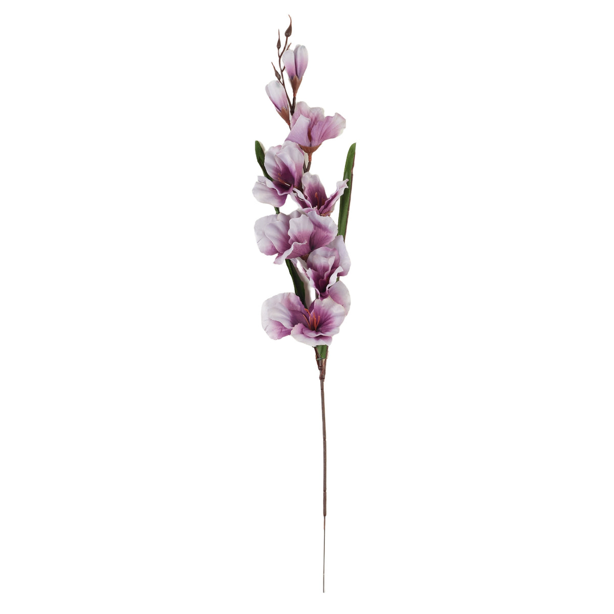 Violetti gladiolus – tekokukka