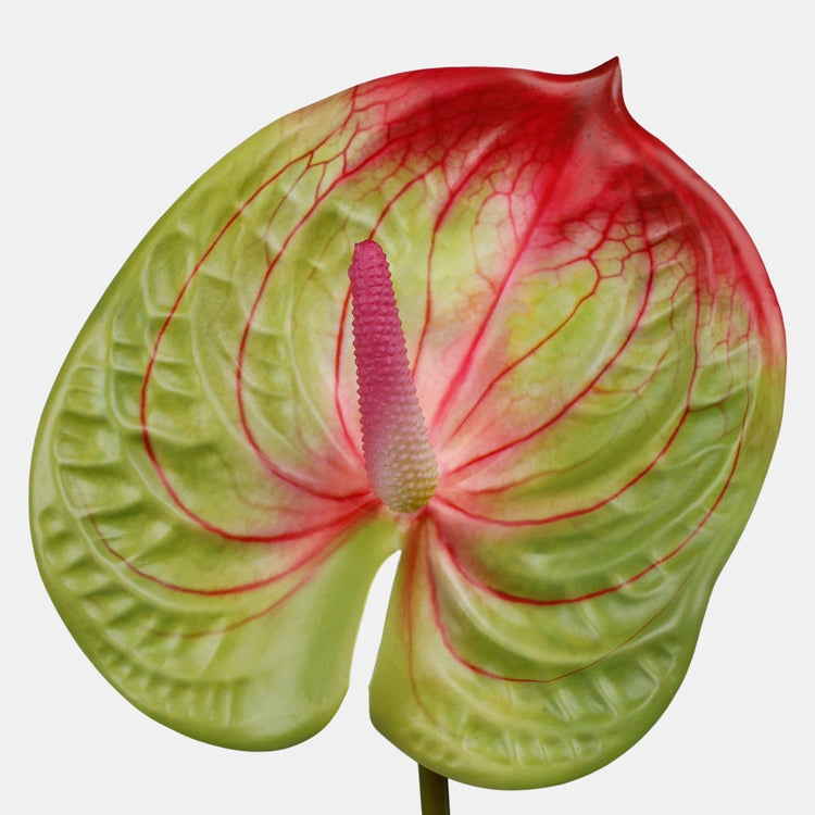 Antuuriumi kunstlill rohekaspunane 62 cm - Kunstlilled