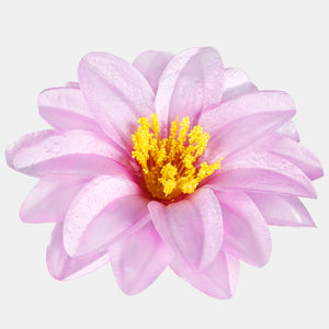 Vaaleanliila
