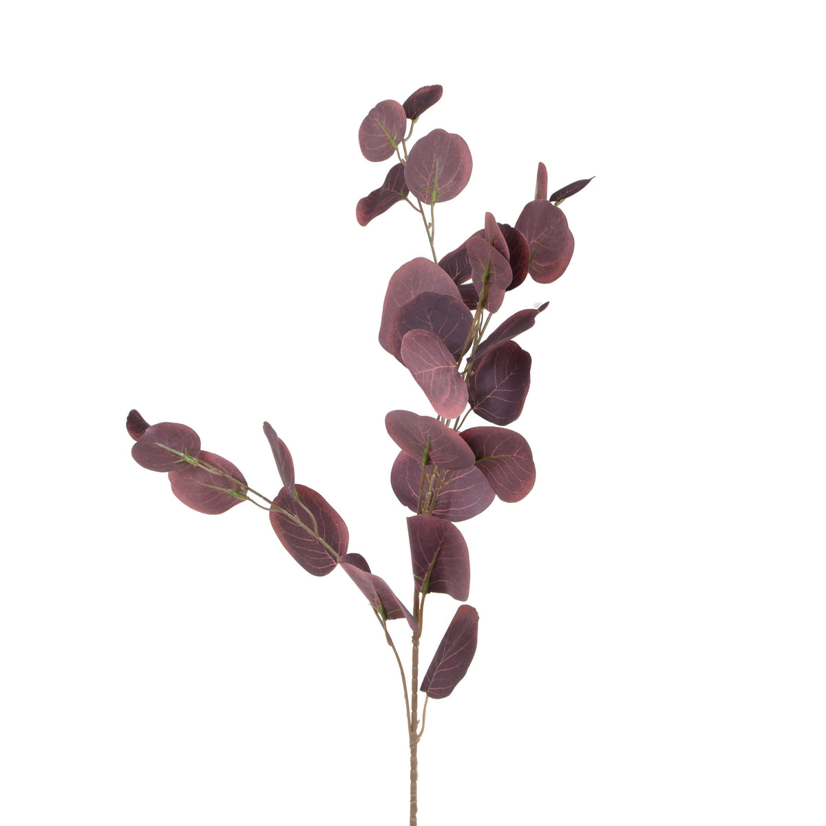 Eukalyptus – koristeoksa, 85 cm
