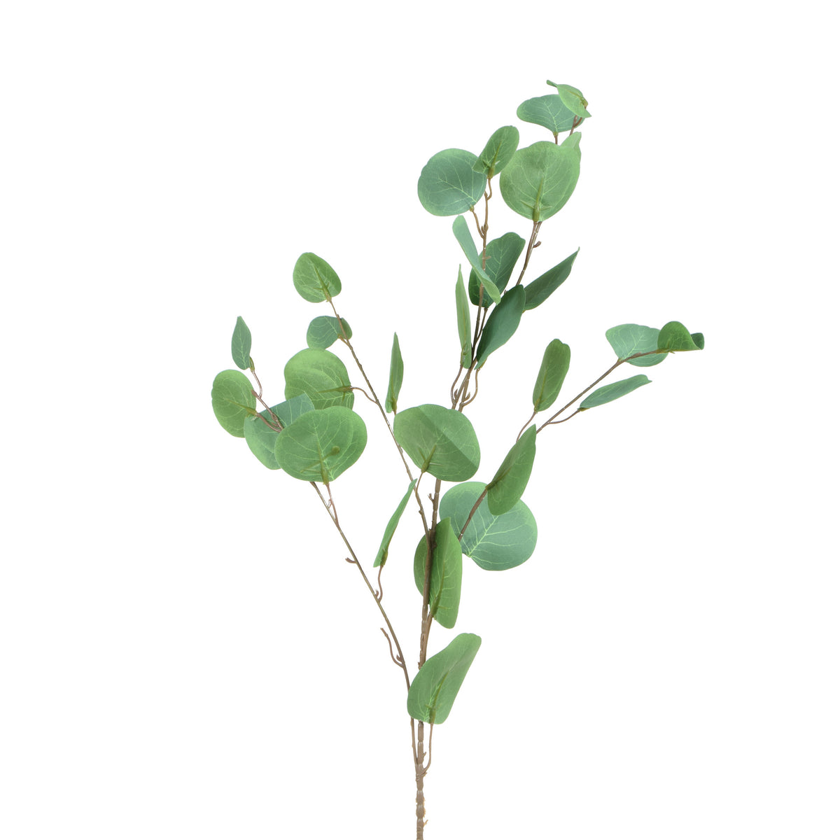 Eukalyptus – koristeoksa, 85 cm