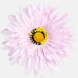 Roosa