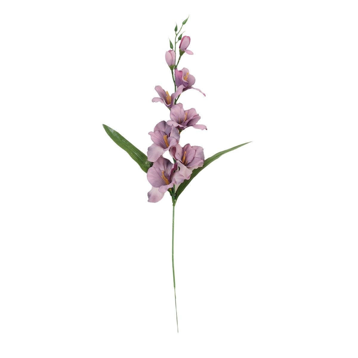 Gladiolus – tekokukka