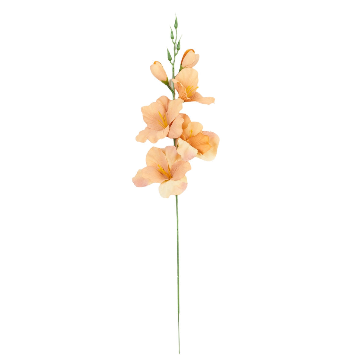 Gladiolus – tekokukka