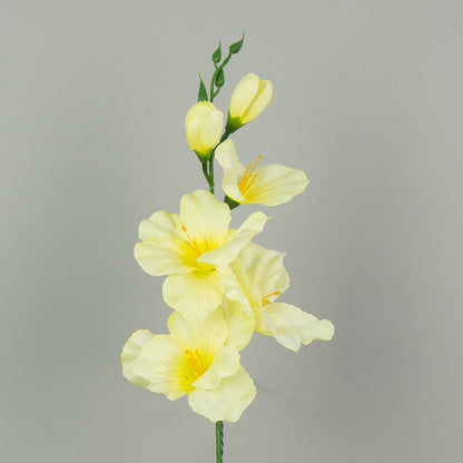 Gladiolus – tekokukka, satiini