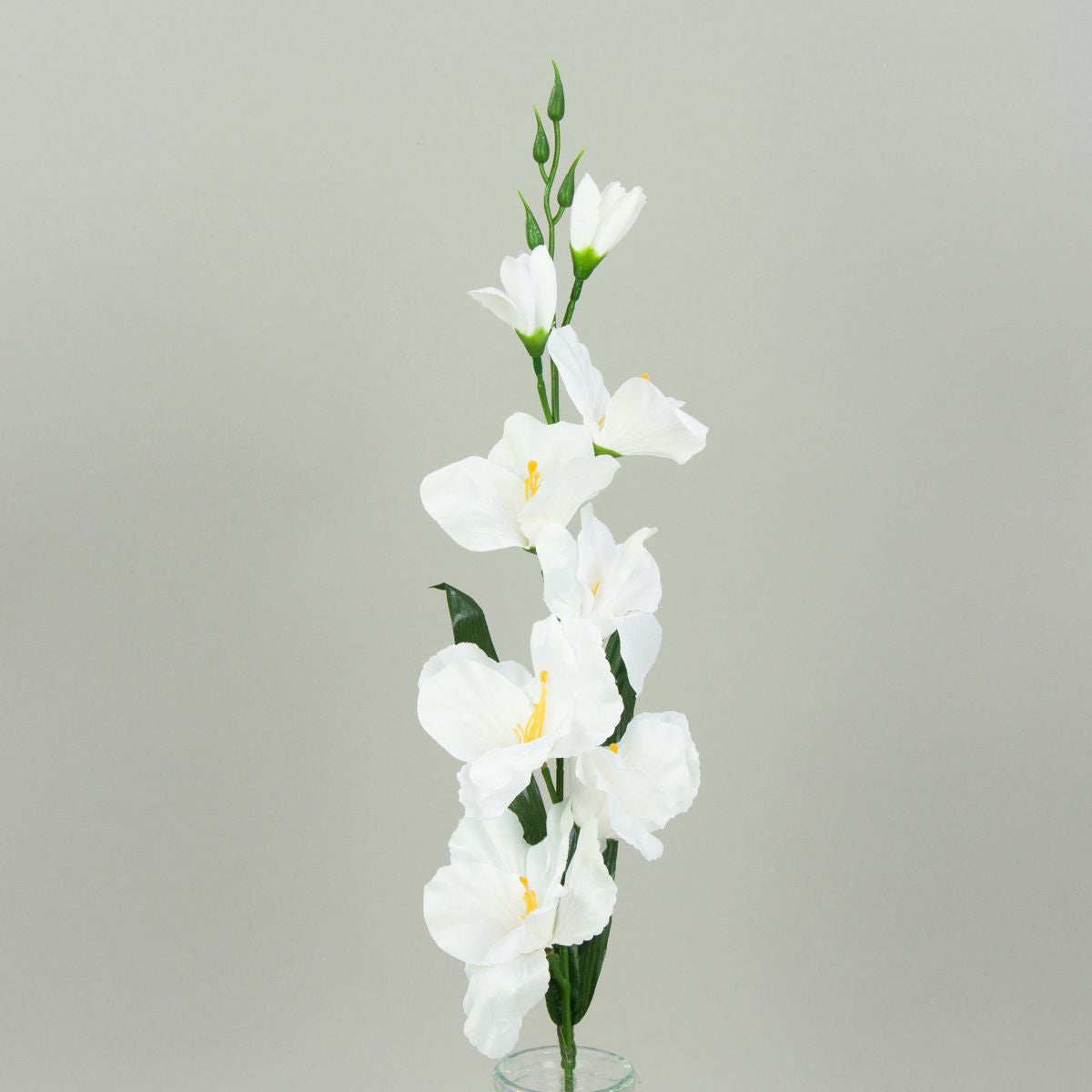 Gladiolus – tekokukka, satiini