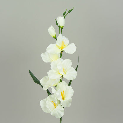 Gladiolus – tekokukka, satiini