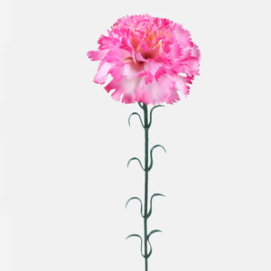 Malva/koor