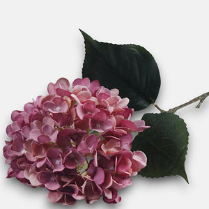Roosa