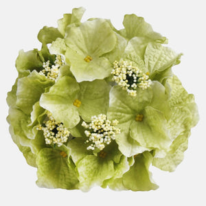 Roheline