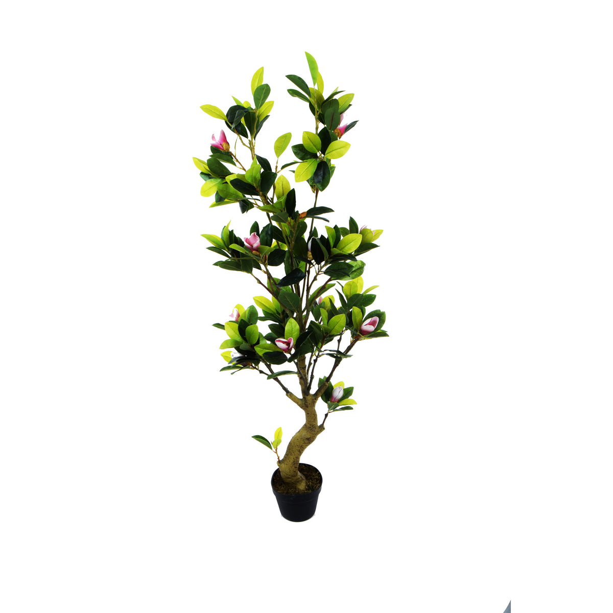 Magnolia – tekopuu, 150 cm