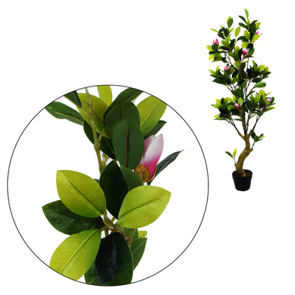 Magnolia – tekopuu, 150 cm