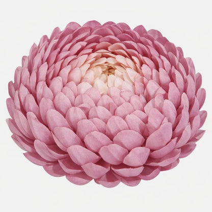 Malvanvärinen tekokrysanteemin kukkapää, 14 cm