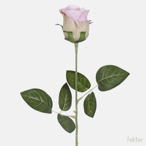 Malva