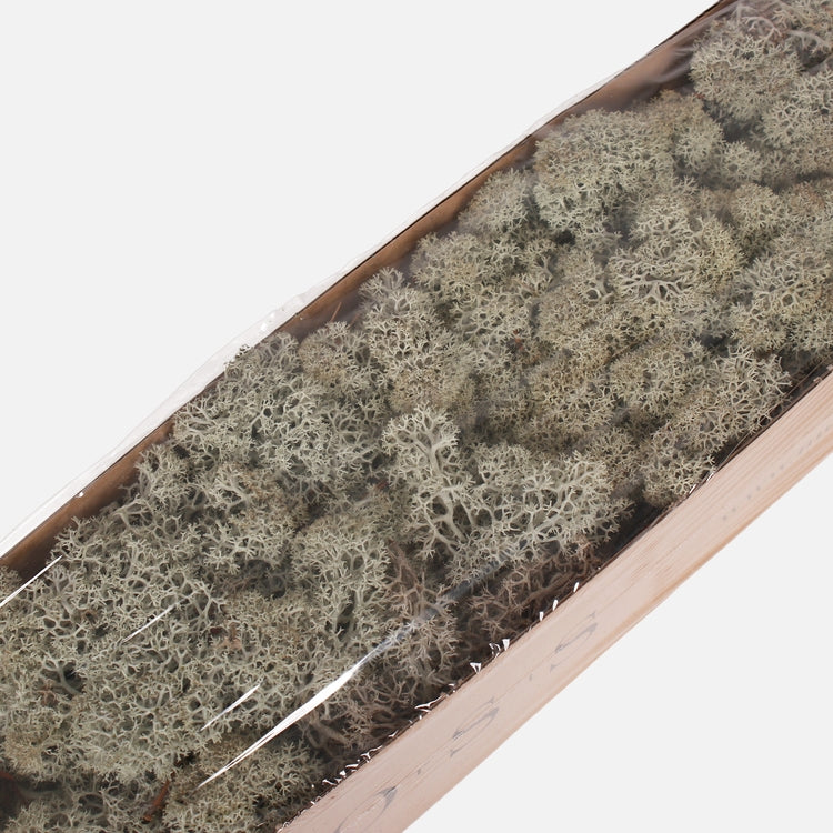 Kuivatatud põhjapõdrasamblik hall 300 g - Kunstlilled
