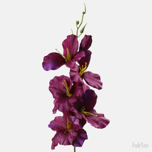 Violetti