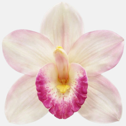Minttu/violetti tekoorkidean kukkapää, 12 cm