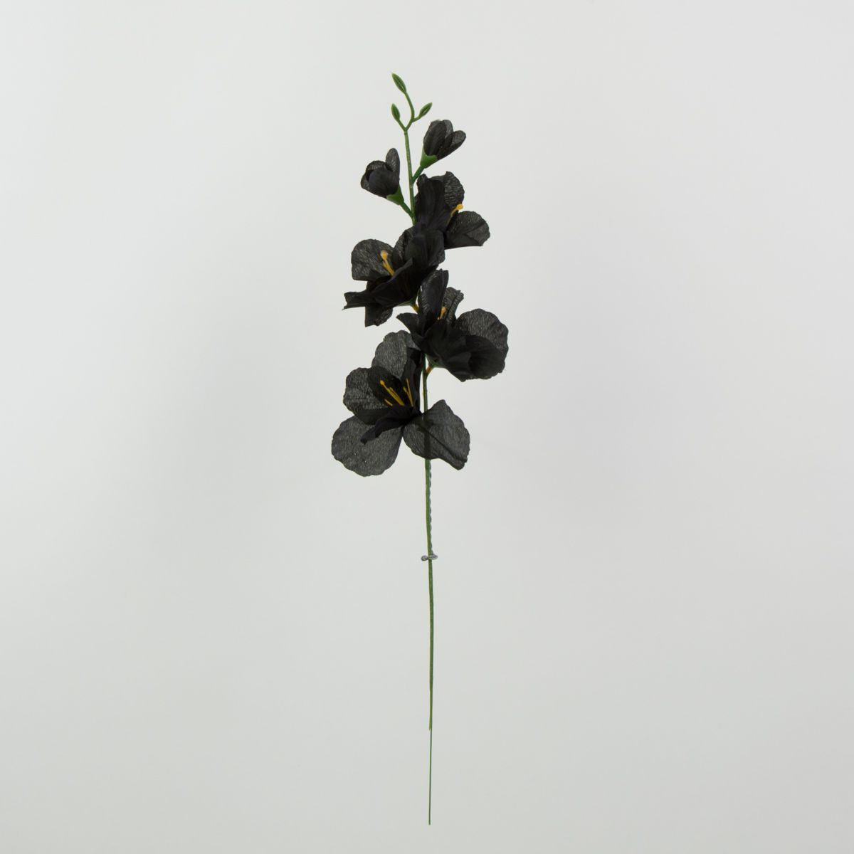 Musta gladiolus – tekokukka, 12 kpl