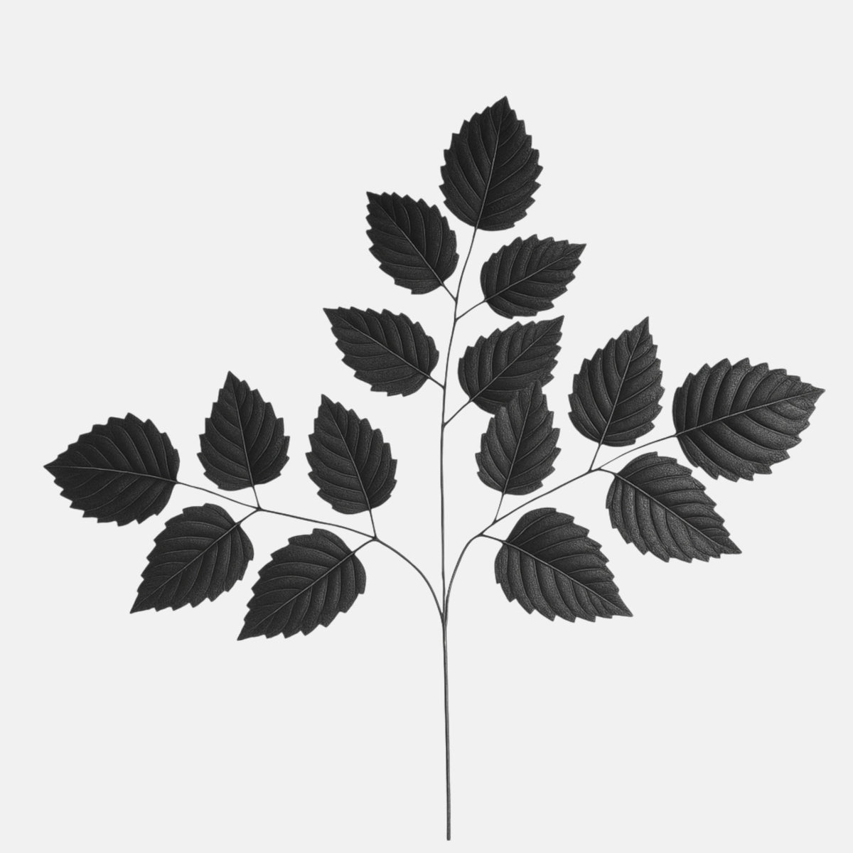 Musta koristeoksa, 68 cm