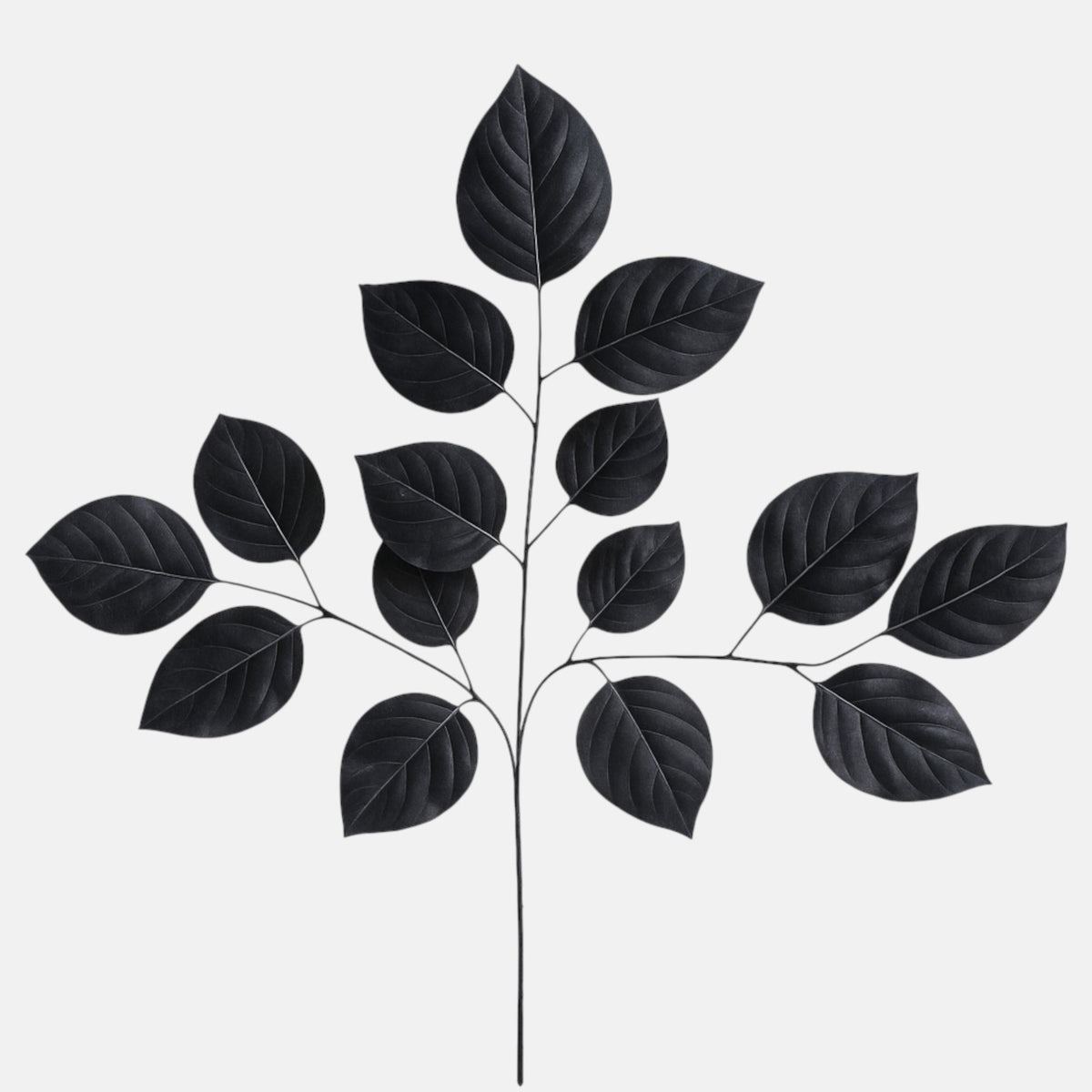 Musta lehmus – koristeoksa, 61 cm