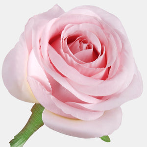 Roosa