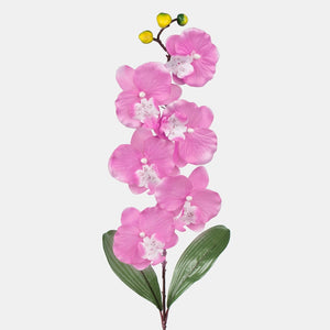 Lavendel