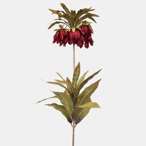 Burgundia