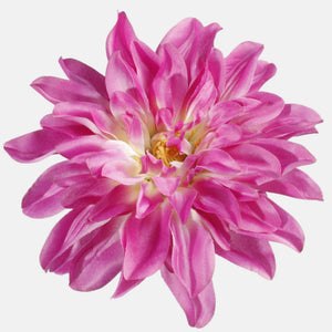 Pinkki daalian kukkapää Ø16 cm