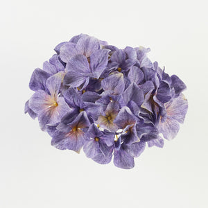 Violetti hortensian kukkapää