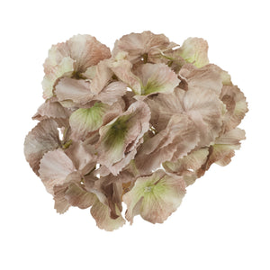 Harmaanbeige hortensian kukkapää Ø16 cm