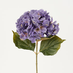 Sinivioletti tekohortensia