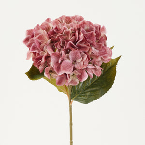 Murrettu roosa tekohortensia