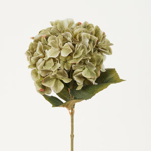 Oliivinvihreä tekohortensia, pallomainen kukinto