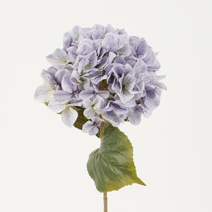 Vaalea liila tekohortensia
