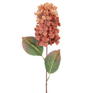 Murrettu oranssi tekohortensia