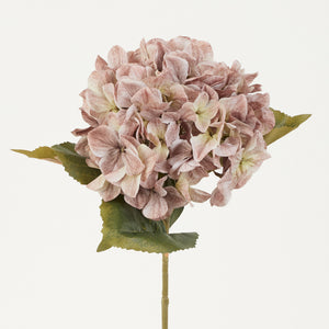 Beigenroosa tekohortensia