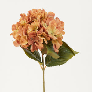 Persikanoranssi tekohortensia