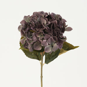 Tumma harmaanvioletti tekohortensia