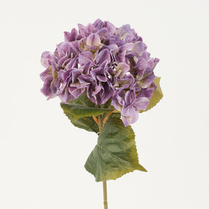 Roosanliila tekohortensia