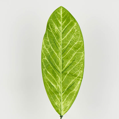 Tekolehti, 50 cm, 12 kpl