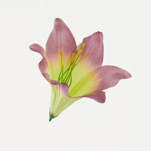 Murrettu malva satiininen liljan kukkapää Ø16 cm