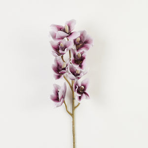 Valko-violetti tekoorkidea, purppuranreunaiset terälehdet