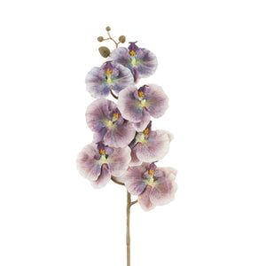 Valko-violetti tekoorkidea, violetti laikukas kuvio
