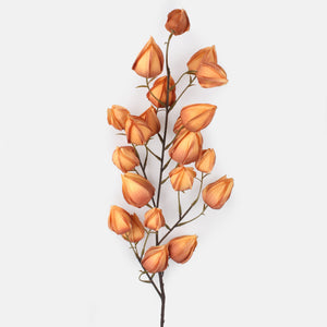 Vaalea Ruskea