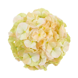 Vaalea/Vihreä/Vaalea/Beige